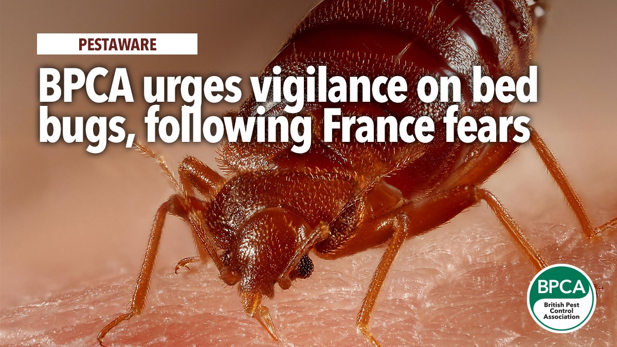 bpca-urges-vigilance-bed-bugs-france bpca-urges-vigilance-bed-bugs-france